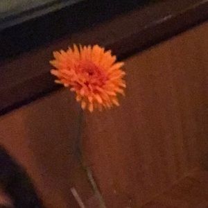 Meet your Posher, Luisa